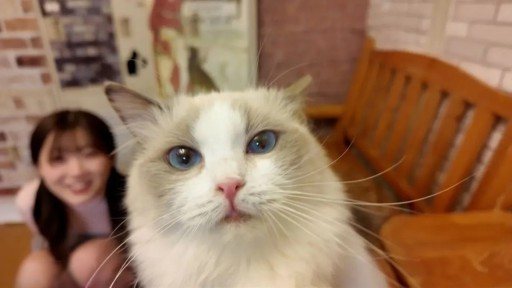 FC2PPV-4511406 Too cute! Super rare! She was crazy about the cats on a date at a cat cafe. "So cute..." After the date, she was crazy about my dick too. It's a secret between the t